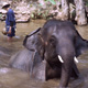 20110302_chiangmai_elephantwash_800NPZ.jpg