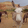 donkeys1.jpg