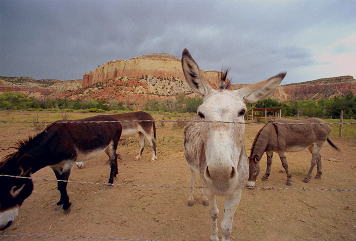 donkeys1.jpg