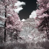 bandelierview-pink.jpg
