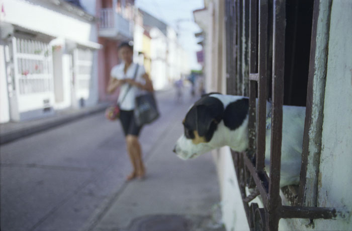 082709_cartagena_dogwindowperson_160s.jpg