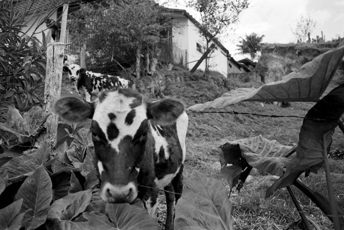 090109_salento_cows_apx.jpg