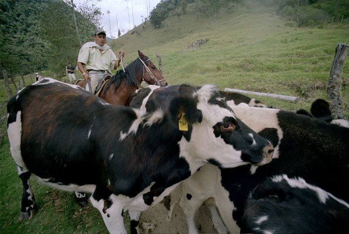 090309_cocora_cowpath3_400UC.jpg