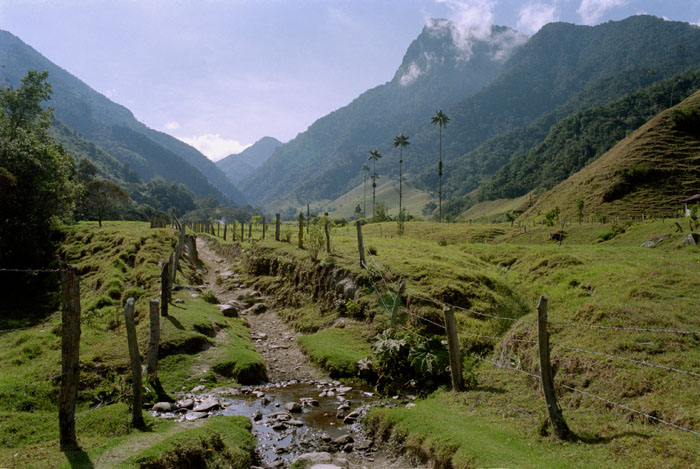 090309_cocora_palmsfield_400UC_v2.jpg