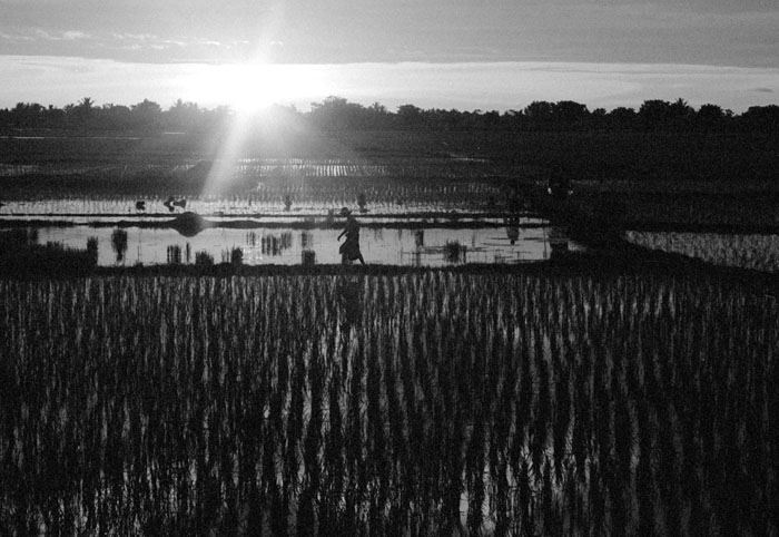 20100701_rantepaoroad_ricefieldsilouette_np1600xtol.jpg