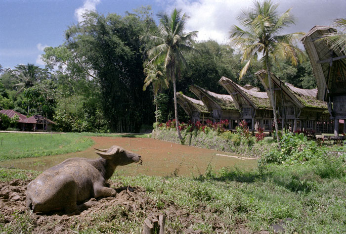 20100702_ketekesubuffalo_reala.jpg