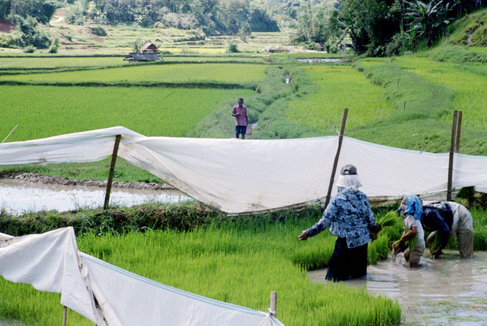 20100702_toraja_riceworkers_400VC.jpg