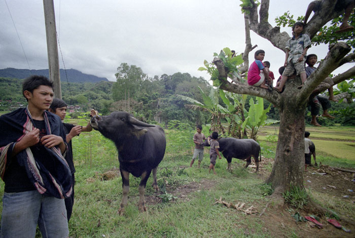 20100703_parinding_buffalokidstree_160S.jpg