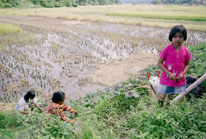 20100703_toraja_ricegirl_160S.jpg