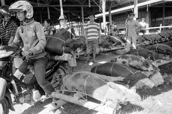 20100706_pasarbolu_motopigs_np1600xtol.jpg