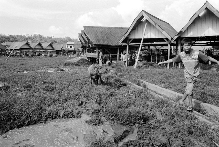 20100706_pasarbolu_pullingbuffalo_np1600xtol.jpg