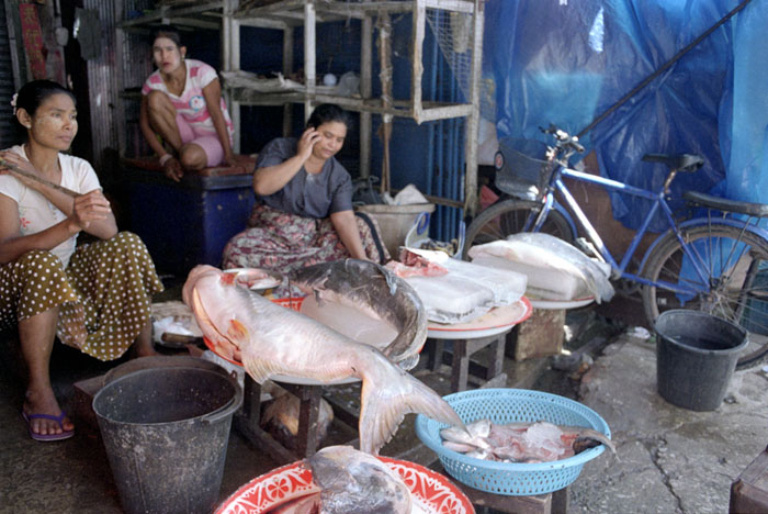 20100715_maesot_marketfish_400H.jpg