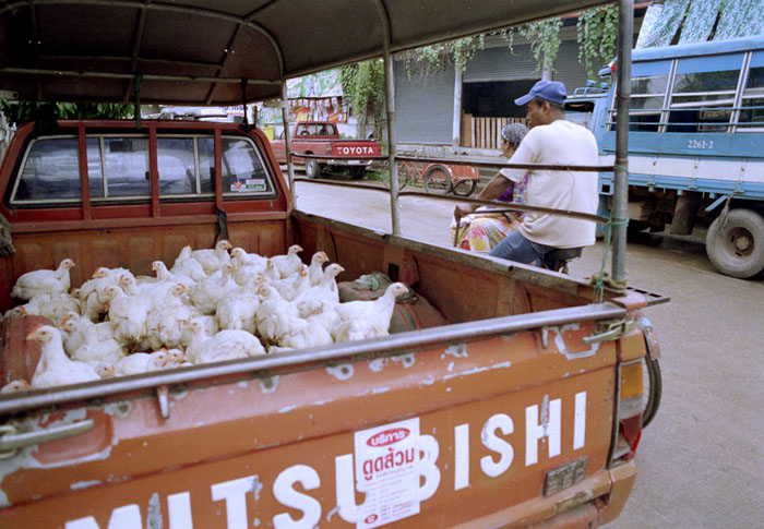 20100723_maesot_chickentruck_400H.jpg