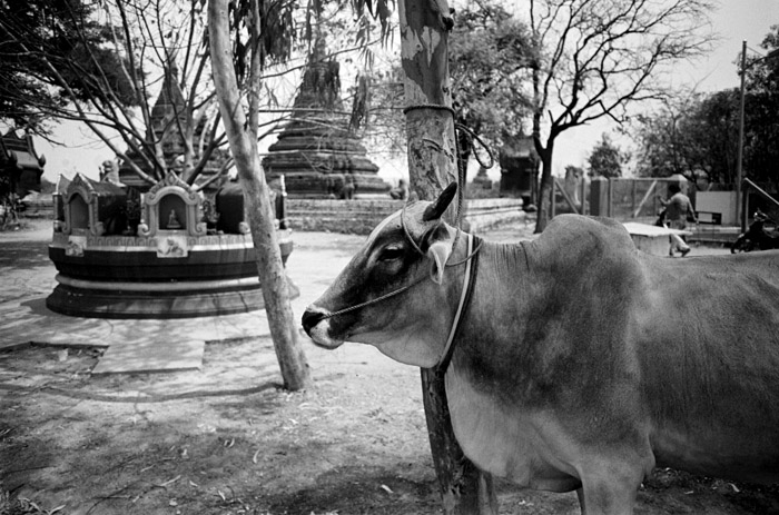 20120323_sagaing_cowstupas_pxD76.jpg