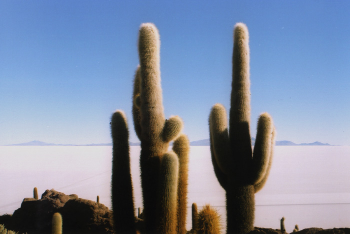 cacti-islaview.jpg