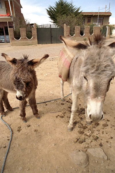 donkeys.jpg