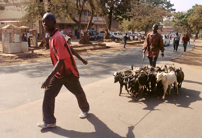 lilongwe-goats.jpg