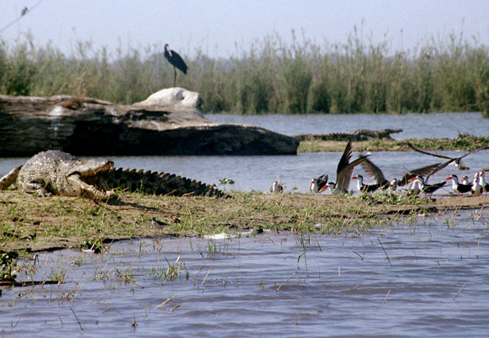 liwonde-croc1.jpg