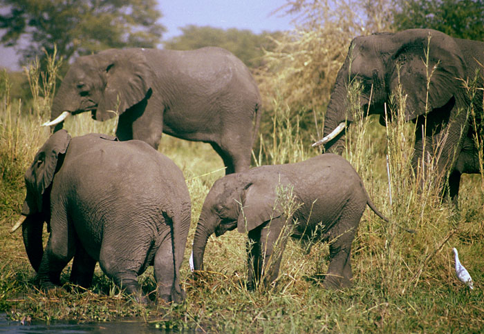 liwonde-elephants9.jpg