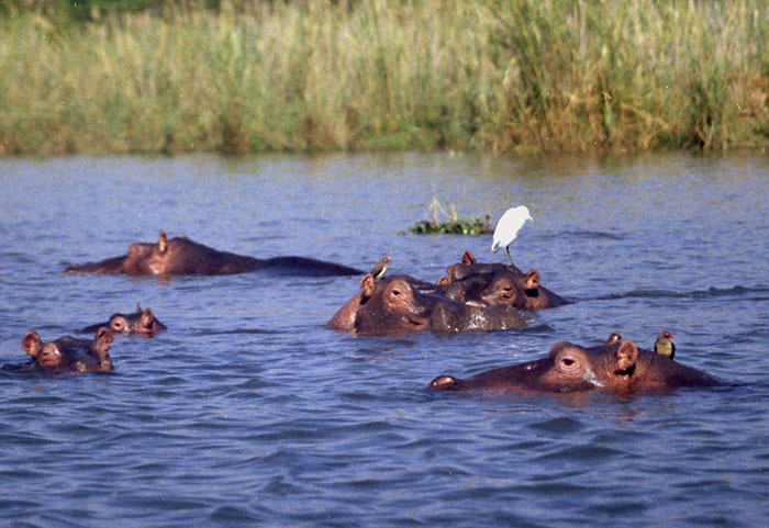 liwonde-hippos1.jpg