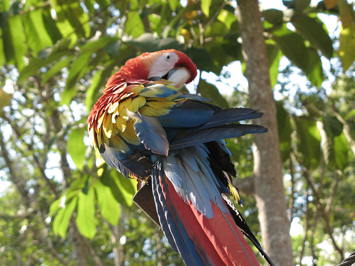 macaw.jpg