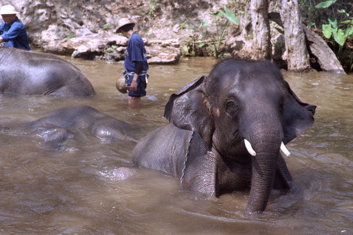 20110302_chiangmai_elephantwash_800NPZ.jpg