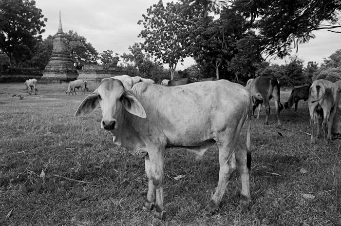 20120813_sukhothai_north_cow1_txD76.jpg