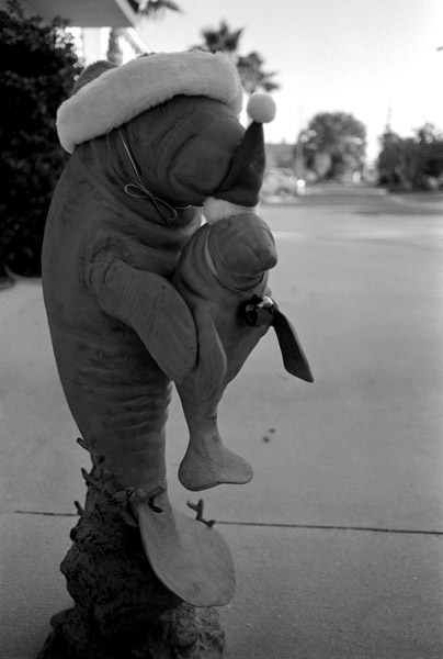 manateesanta.jpg