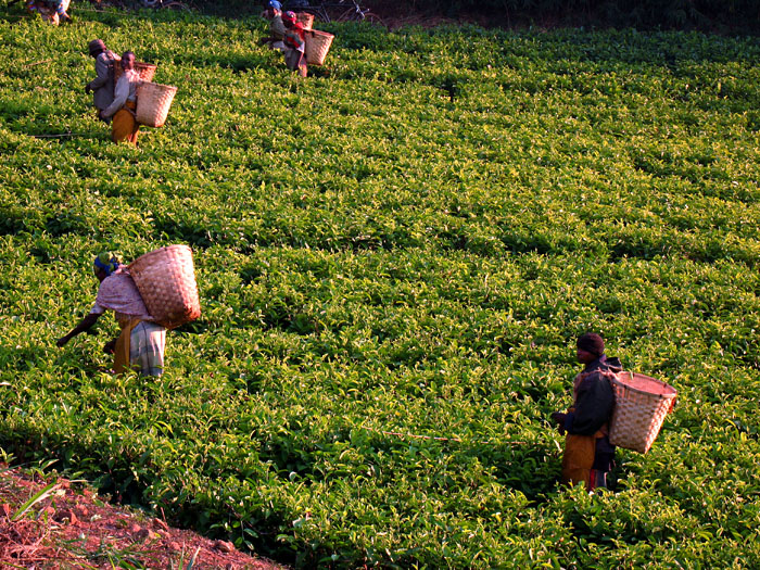 mulanje-teapicking.jpg