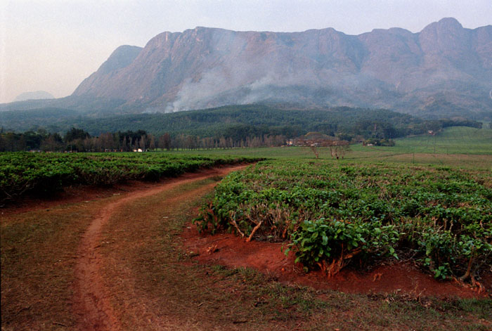 mulanje-teaview.jpg