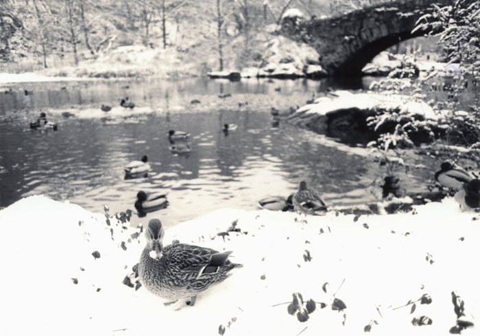 123109_centralparkduck_acrosr09mgivfbdk12sepiase110.jpg