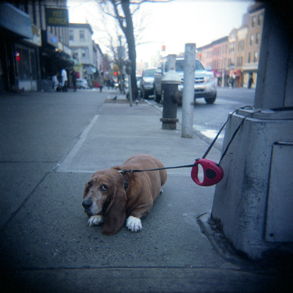 20110426_holga_bassethound_800Zex.jpg