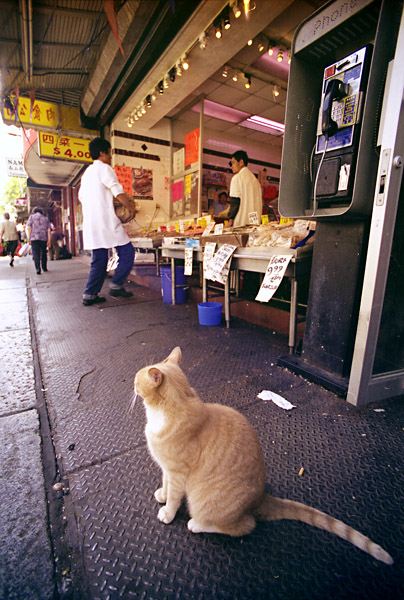 chinatowncat.jpg