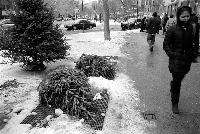 christmastrees1.jpg