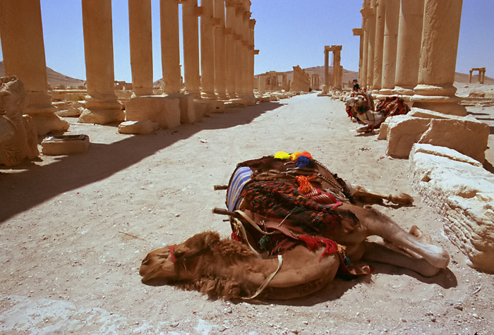 camel-palmyra.jpg