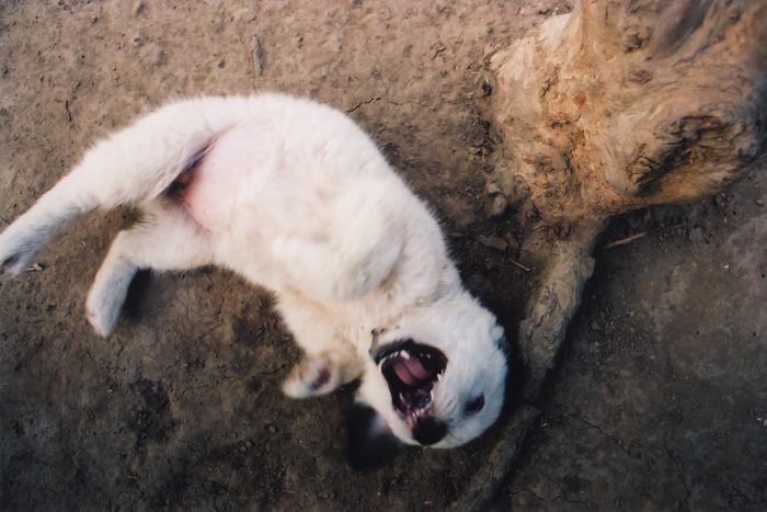 puppycloseup.jpg