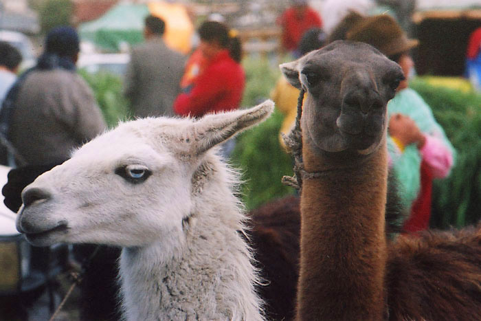 saquisili-llamas.jpg