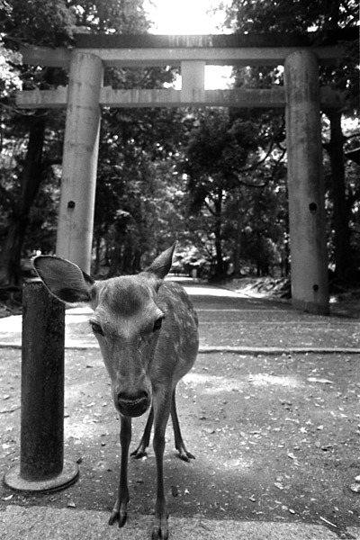 todaiji-deergate.jpg