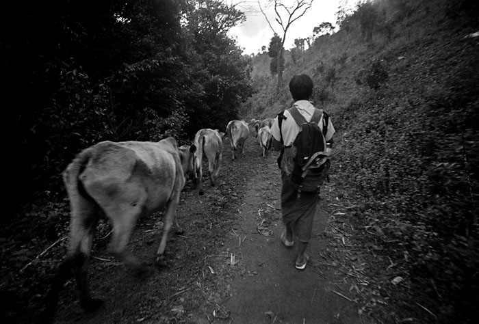 trek-day1-cowtrail2.jpg