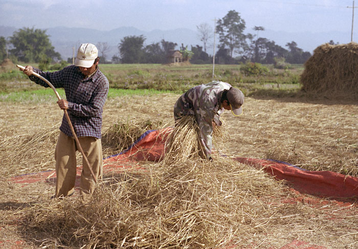 trek-day4-riceharvest1.jpg