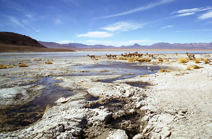 vicunas-hotsprings.jpg