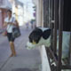 082709_cartagena_dogwindowperson_160s.jpg