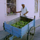 082709_cartagena_plantaincart_160s.jpg