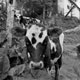 090109_salento_cows_apx.jpg