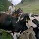 090309_cocora_cowpath3_400UC.jpg