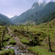 090309_cocora_palmsfield_400UC_v2.jpg