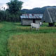 20100628_doda_fieldcows_400VC.jpg