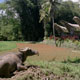 20100702_ketekesubuffalo_reala.jpg