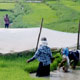 20100702_toraja_riceworkers_400VC.jpg