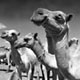 babile-camel1.jpg